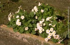 Attēlu rezultāti vaicājumam “Primula x margotae”