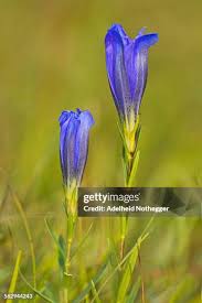 Attēlu rezultāti vaicājumam “Gentiana pneumonanthe flower”