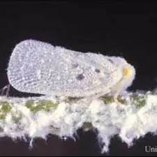 Attēlu rezultāti vaicājumam “Planaphrodes sp.”