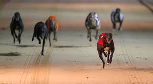 Image result for Reading Greyhound Track