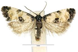 Attēlu rezultāti vaicājumam “Cochylis dubitana”