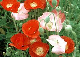 Image result for Papaver rhoeas 'Shirley'
