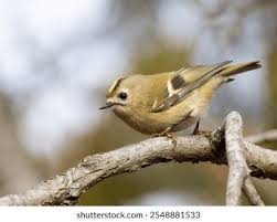 Attēlu rezultāti vaicājumam “Regulus regulus”