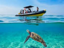 Image result for East Snorkellers