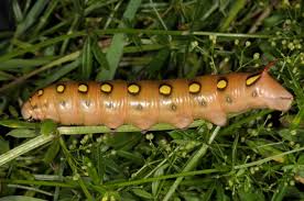 Attēlu rezultāti vaicājumam “Geocrypta galii larva”