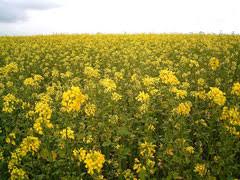 Attēlu rezultāti vaicājumam “Brassica napus”