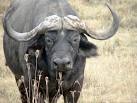big animals in the world