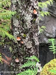 Attēlu rezultāti vaicājumam “Leptoporus mollis”