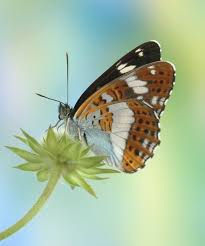 Attēlu rezultāti vaicājumam “Limenitis camilla underside”