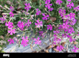 Image result for Silene schafta