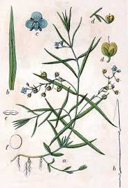 Attēlu rezultāti vaicājumam “Veronica scutellata flower”