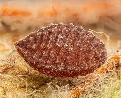 Attēlu rezultāti vaicājumam “Oxalis corniculata fruit”