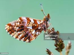 Attēlu rezultāti vaicājumam “Boloria dia underside”