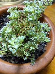 Attēlu rezultāti vaicājumam “Scleranthus perennis”