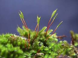 Attēlu rezultāti vaicājumam “Brachythecium rivulare”