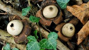 Attēlu rezultāti vaicājumam “Geastrum”