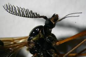 Attēlu rezultāti vaicājumam “Dictenidia bimaculata”