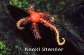 Attēlu rezultāti vaicājumam “Ophiotheca sp.”