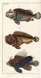 Image result for Scorpaena porcus