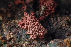 Attēlu rezultāti vaicājumam “Arcyria stipata”