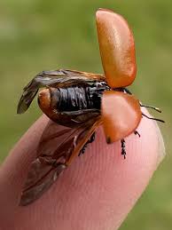 Attēlu rezultāti vaicājumam “Chrysomela populi”