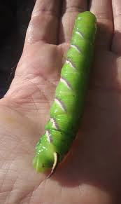 Attēlu rezultāti vaicājumam “Sphinx ligustri”