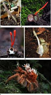 Attēlu rezultāti vaicājumam “Torrubiella arachnophila”