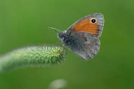 Attēlu rezultāti vaicājumam “Coenonympha pamphilus upperside”