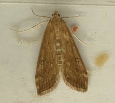 Attēlu rezultāti vaicājumam “Parapoynx stratiotata male”