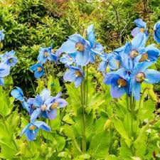 Image result for Meconopsis betonicifolia