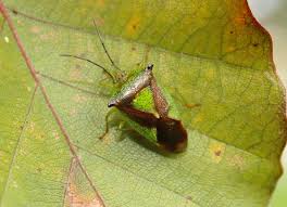 Attēlu rezultāti vaicājumam “Acanthosoma haemorrhoidale”