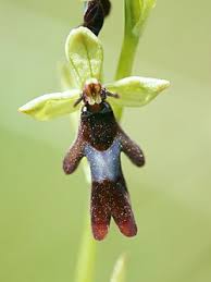 Attēlu rezultāti vaicājumam “Ophrys insectifera leaf”
