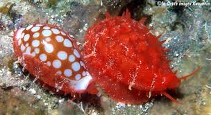 Attēlu rezultāti vaicājumam “Cribraria violacea macro”