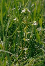 Image result for Euphrasia stricta