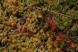 Attēlu rezultāti vaicājumam “Sphagnum cuspidatum”