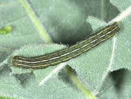 Attēlu rezultāti vaicājumam “Lacanobia contigua”