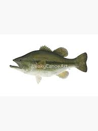 Image result for Micropterus salmoides