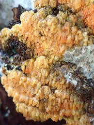 Attēlu rezultāti vaicājumam “Leucogyrophana sororia”