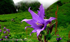 Attēlu rezultāti vaicājumam “Campanula latifolia leaf”