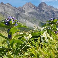 Attēlu rezultāti vaicājumam “Gentiana cruciata flower”