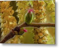 Attēlu rezultāti vaicājumam “Corylus avellana female flower”