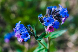 Attēlu rezultāti vaicājumam “Pulmonaria obscura flower”