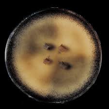 Attēlu rezultāti vaicājumam “Sordaria fimicola”