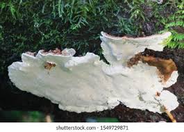 Attēlu rezultāti vaicājumam “Heterobasidion parviporum”