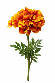 Image result for Tagetes patula