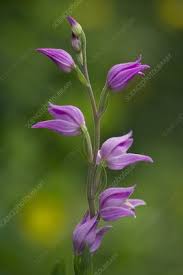 Attēlu rezultāti vaicājumam “Cephalanthera rubra leaf”