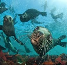 Image result for Wyndley Seals Snorkelling Club