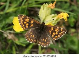 Attēlu rezultāti vaicājumam “Hamearis lucina underside”