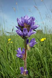 Attēlu rezultāti vaicājumam “Campanula cervicaria”