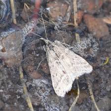 Attēlu rezultāti vaicājumam “Zophodia grossulariella”